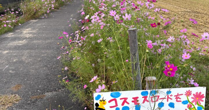 コスモスの咲くあぜ道