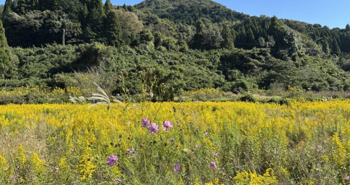 黄色い秋の野原